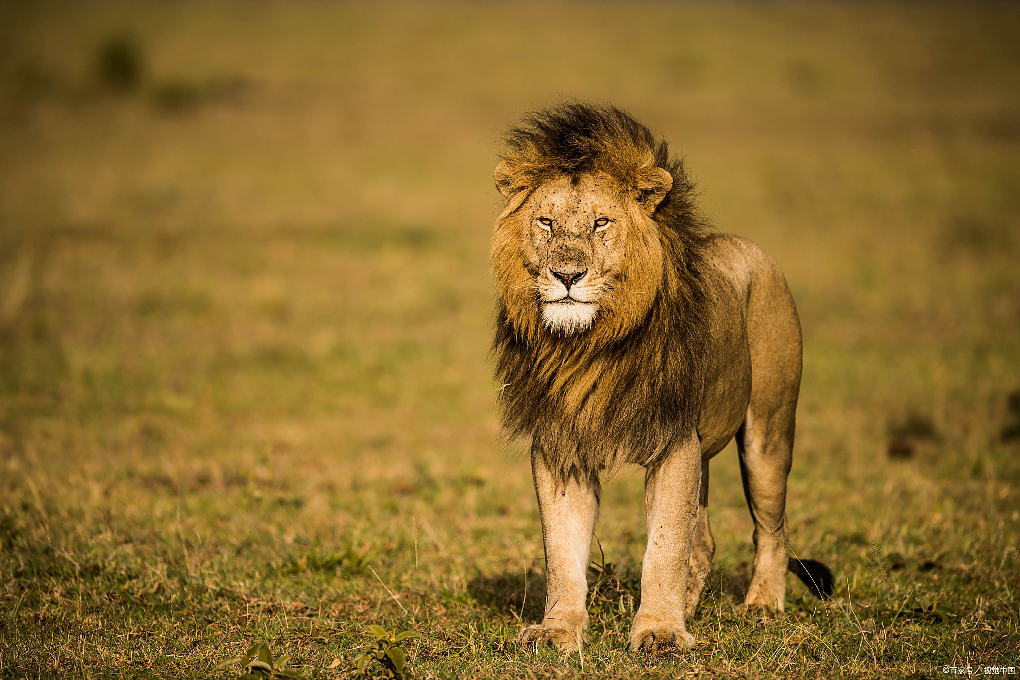 加时末段印第安纳步行者伤情更新——荷甲节点到来，媒体盛赞，球队文化再被提及 -3377网页版